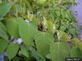 polygonum cuspidatum